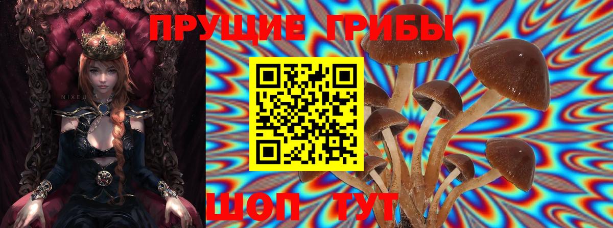 Псилоцибиновые грибы Psilocybine cubensis Заводоуковск